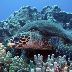 Hawksbill Turtle, Kona Coast, Big Island, Hawaii. - chucklepix (Steve)