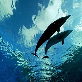 Deep Blue Dolphin Love - LaPrimaDonna