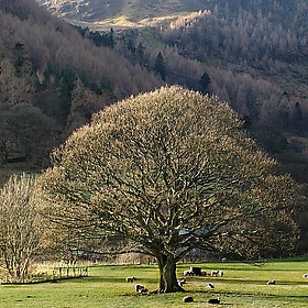 Lake District - nagillum
