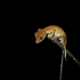 Spearpoint Leaf-tailed Gecko, Ankarafantsika National Park, Madagascar - Frank.Vassen