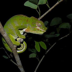 Furcifer labordi, Kirindy, Madagascar - Frank.Vassen