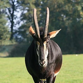 Antilope - cheesy42