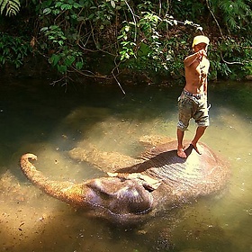 "Hey you - yeah you! Ride my elephant or I'll have him stomp on your head." - permanently scatterbrained