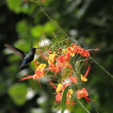 Barbados