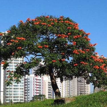 Brazil