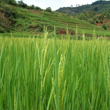 Madagascar