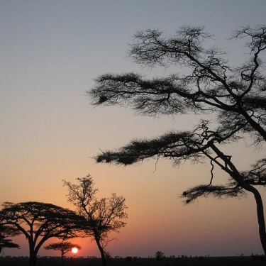 Serengeti