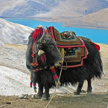 Tibet