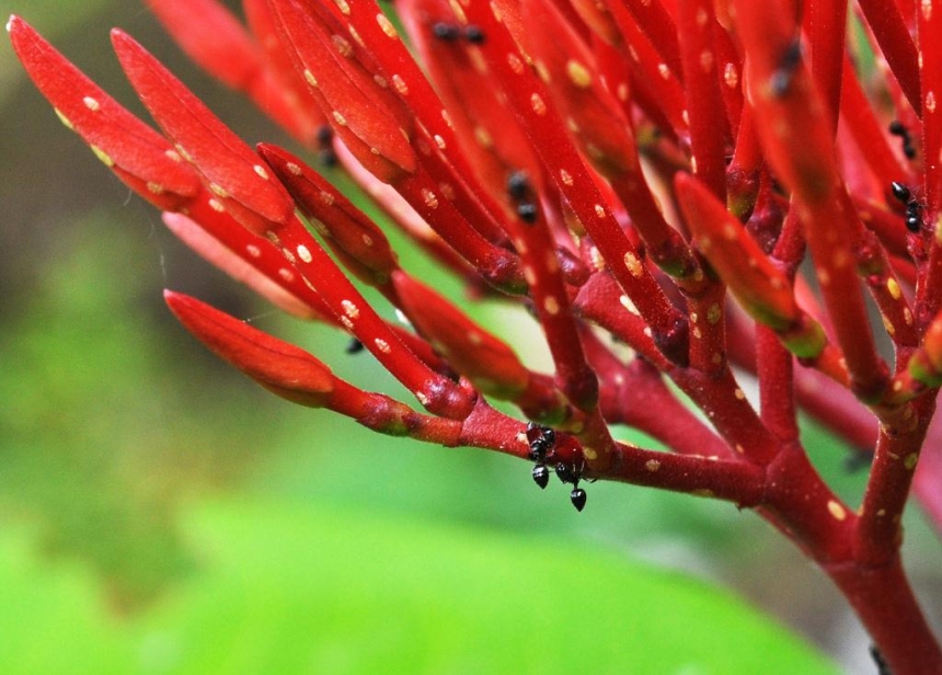 Power through Nectar