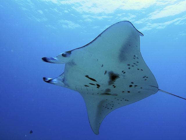 Manta Ray, Kona Coast, Hawaii.
