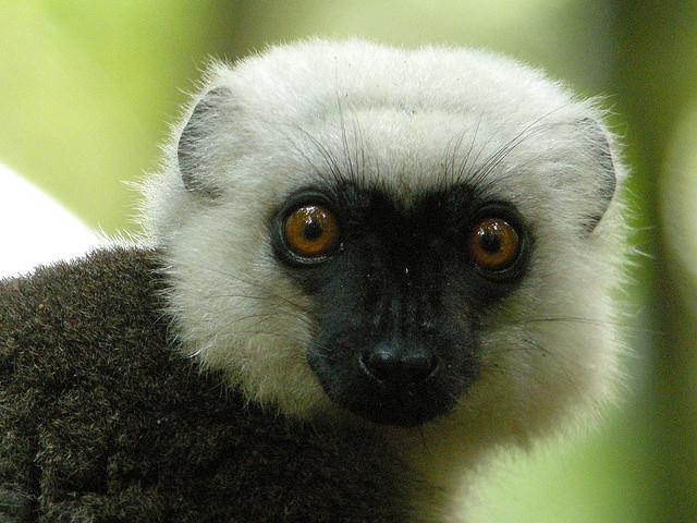 White-headed Lemur, Masoala National Park, Madagascar