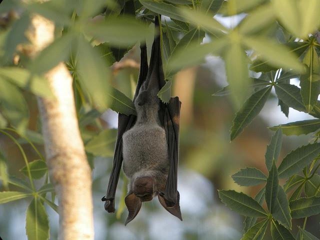 Commerson’s Leaf-nosed Bat, Tsimamampetsotsa, Madagascar