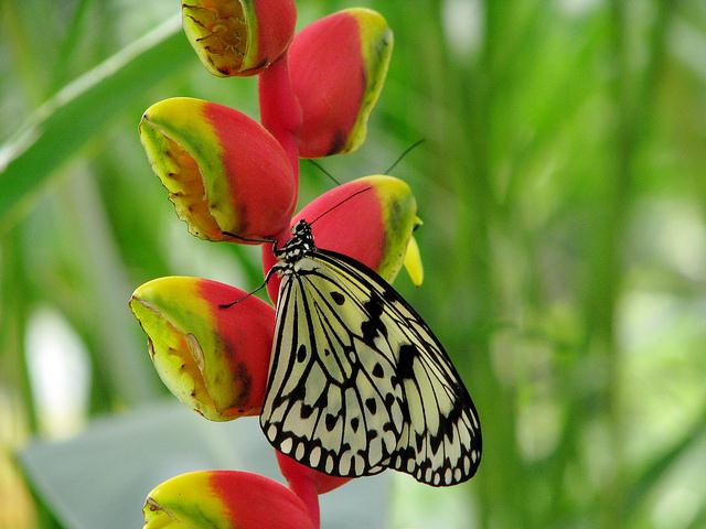 Malaysia - Penang Butterfly Gardens - 16