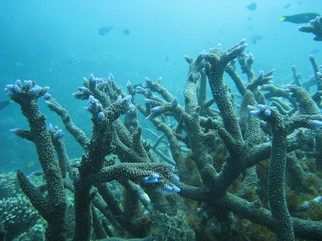 Ningaloo snorkelling