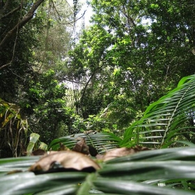 the rainforest of barbados - mariachily