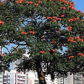 African-tulip (Spathodea campanulata) Fire-tree. African native. São paulo Brazil - mauroguanandi