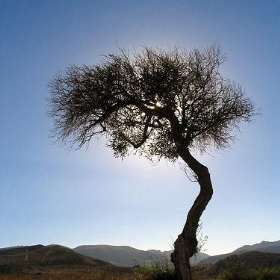 Árbol en el camino - protozoo