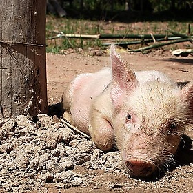 our piglet!!! - laihiu