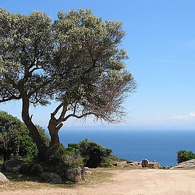 Albero - Roby Ferrari