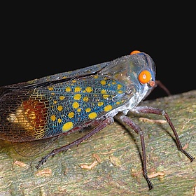 Planthopper (Fulgoridae) - Tyler Christensen