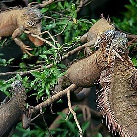 Costa Rica Trip 2009 181 - stevendepolo