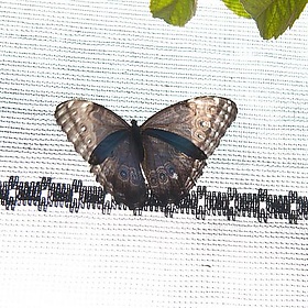 Costa Rica - Butterflies - asrusch