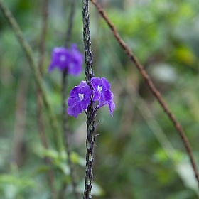 Costa Rica - Flowers - asrusch