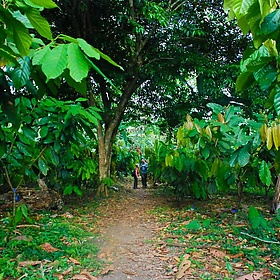 Costa Rica. On the Chocolate Tour - EverJean