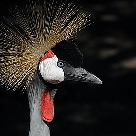 NICE: Parc Phoenix: Une Grue. - GIPE25