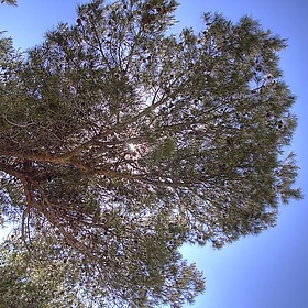 Under the Pines - Arthur40A