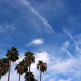 palm tree and beautiful clouds - Miles L