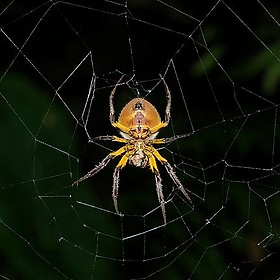 Spider with prey 4 - ggallice