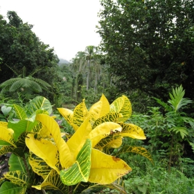 Fiji, Bouma National Heritage Park - Magpie372