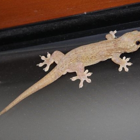 Mr. Gecko - Royal Davui Resort - Beqa Lagoon - Fiji - Mark Heard