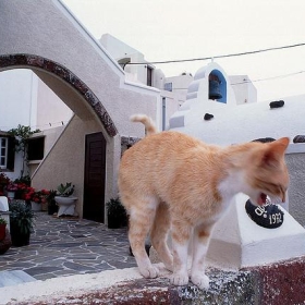 Cat1 - Bruce_of_Oz
