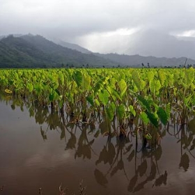 Taro fields in Hanalei, Kauai - king damus
