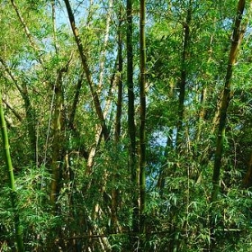 bamboo - janineomg
