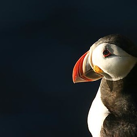Puffin - biologyfishman