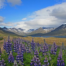 Eastern Fjords - cheesy42