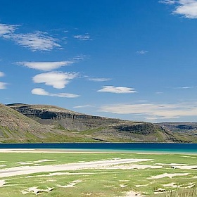 Iceland - Westfjords - dibaer
