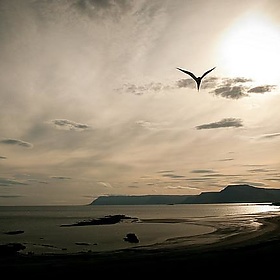 Iceland - Barðaströnd - Arctic Tern - dibaer