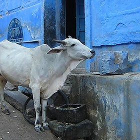 cow - A tea but no e