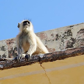 India, Day 6 - ampersandyslexia