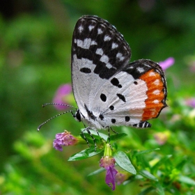 Red Pierrot - Ajith_chatie
