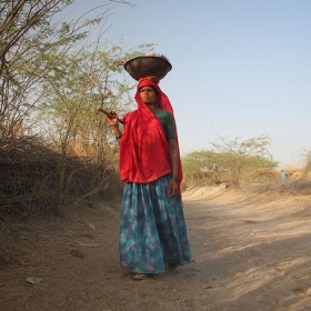 Woman herds her goats home for the evening in Rajasthan, India - ILRI