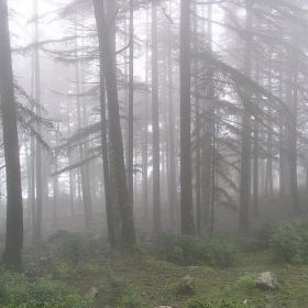 Cloud entering the forest - cudmore