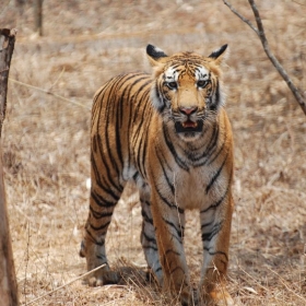 Bengal tiger, Karnataka, India - Paul Mannix