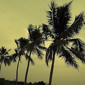 Treeline - Balaji.B