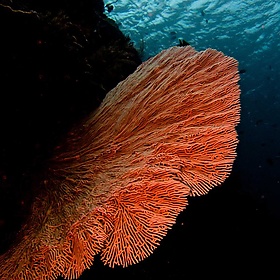 Scuba diving Indonesia - Bali - Komodo - Bunaken 2008 - Ilse Reijs and Jan-Noud Hutten