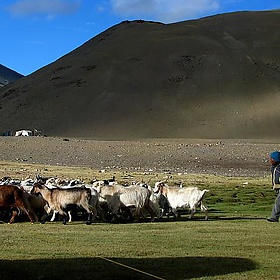 India - Ladakh - Trekking - 077 - sending out the herds in the monring - mckaysavage